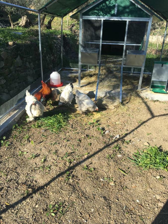 Agriturismo Oltrealmare Civezza Eksteriør billede