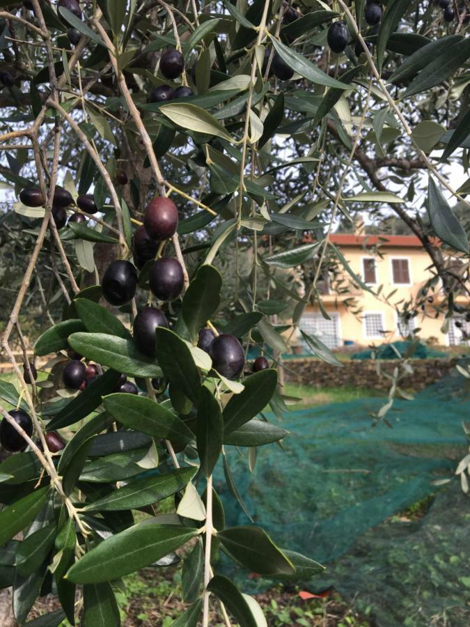 Agriturismo Oltrealmare Civezza Eksteriør billede